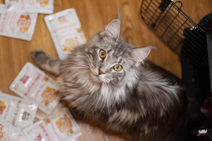 Cicatanácsok: avagy a 10 legfontosabb tudnivaló, mielőtt macskatulajdonos leszel