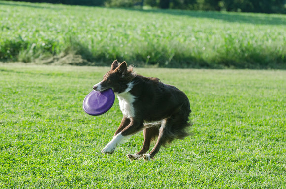 Tavaszi sportok: hozd magad formába a kutyáddal