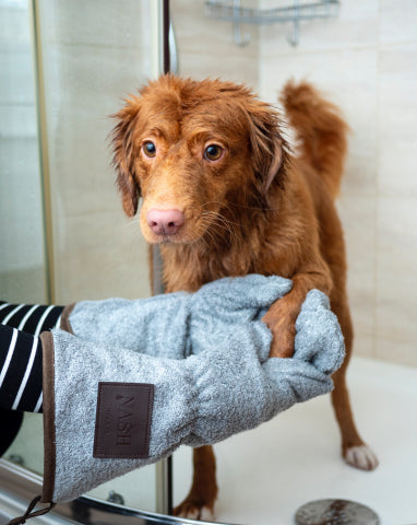 Kutyahigiénia: a kutya megfelelő gondozása