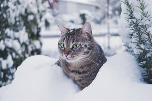 3 tipp arra, mit csinálj télen, ha macskád sokat van a szabadban