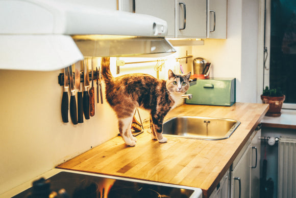 Az okos macska WC-vel időt spórolhatsz, és figyelemmel kísérheted kedvenced egészségét