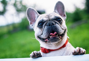 Hogyan gondozzuk a lapos arcú kutyákat?