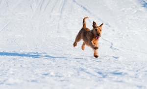Téli vakáció kutyával: így mindenki élvezni fogja