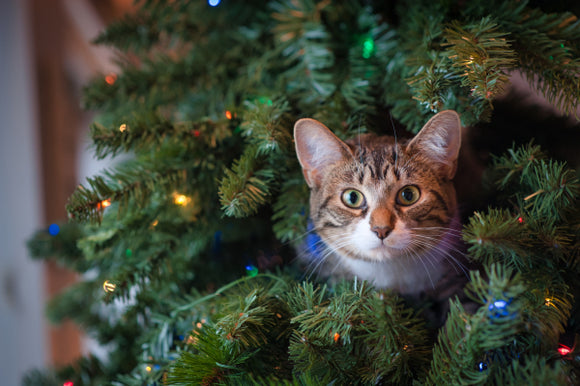 Hogyan tegyük széppé a karácsonyt cicánk számára?