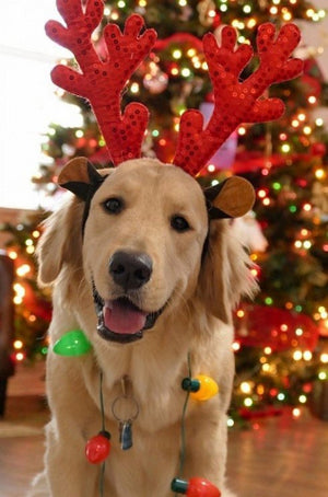 Milyen ünnepi fogással kedveskedjünk kutyánknak karácsonykor?