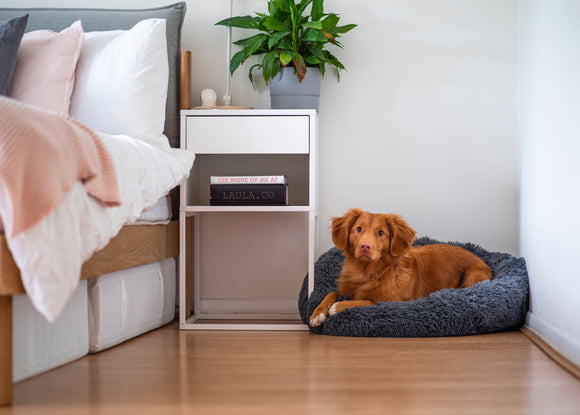 Kutya a lakásban - hogyan élvezhetjük az együttélést a lehető legjobban