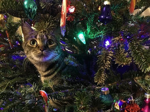 Hogyan legyen vidám és nyugodt a macskád karácsonya?